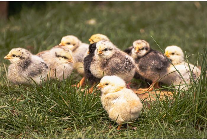 Several small chicks sitting in grass Veterinary Medicine Drug Animal Health Consultancy Global Europe EU USA America Asia UK Regulatory Affairs Dossier Writing Submission Registration Marketing Authorisation Strategy Quality Safety Efficacy Expert Start-up SME Innovation Novel Therapy Pharmacuetical Biological Immunological Vaccine