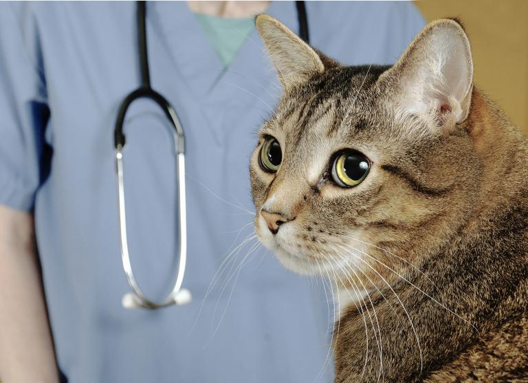 Veterinary Clinical Studies: Managing Expectations
