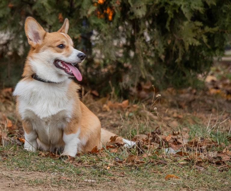 Corgi dog outdoors on grass animal health veterinary medicine regulatory affairs