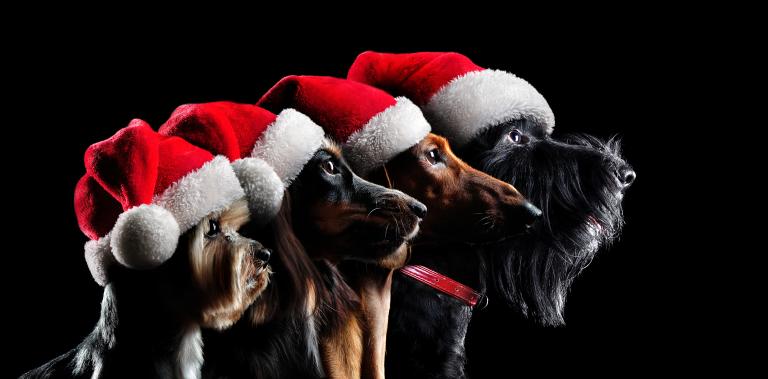 Four dogs in profile wearing christmas hats animal health veterinary medicine regulatory affairs