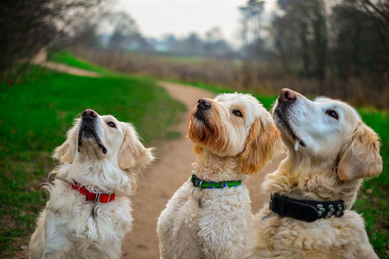Three dogs looking upwards