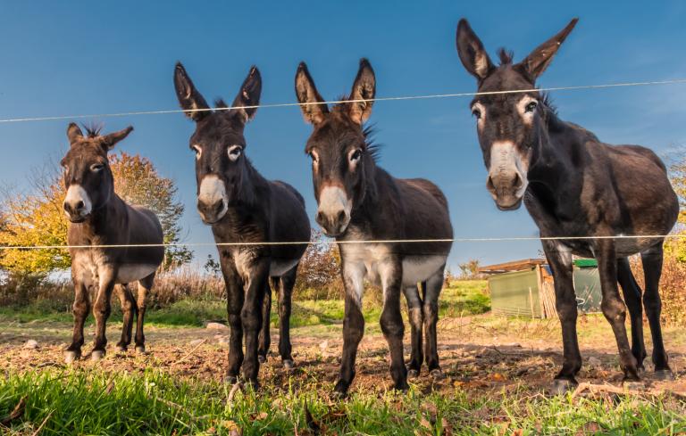 Donkeys in a field animal heath veterinary medicine feed additives regulatory affairs product development