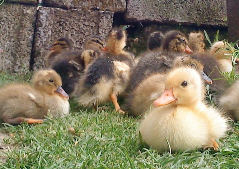 Animal health regulatory news ducklings ducks poultry