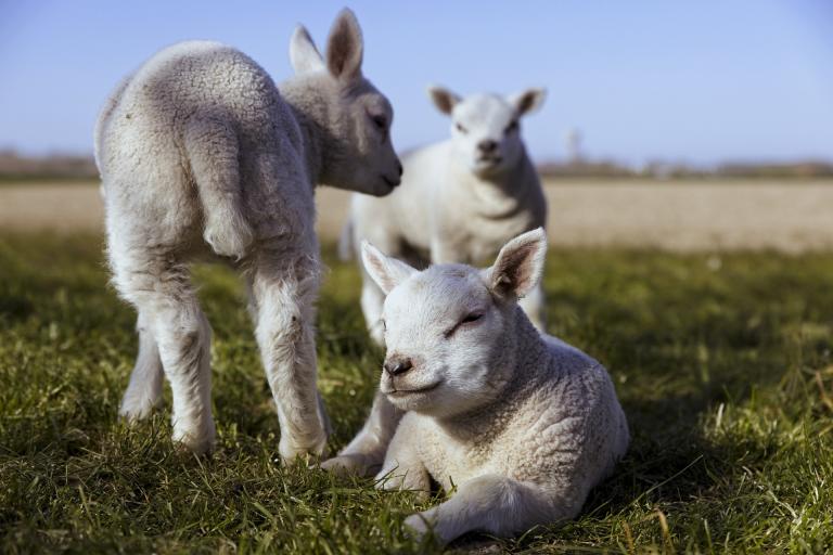 three lambs in a field veterinary medicine animal health regulatory news food-producing species
