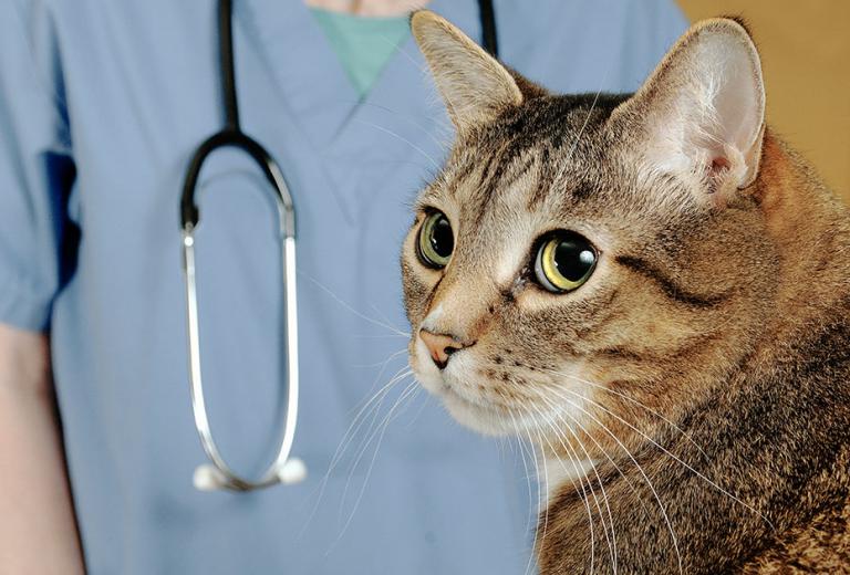 Veterinary medicines regulatory news from the EMA March 2021