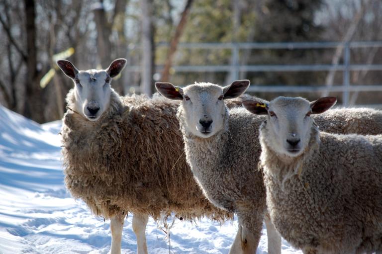 Three sheep in the snow Veterinary Medicine Drug Animal Health Consultancy Global Europe EU USA America Asia UK Regulatory Affairs Dossier Writing Submission Registration Marketing Authorisation Strategy Quality Safety Efficacy Expert