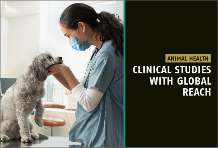 Animal health clinical studies veterinarian dog companion animal product development global