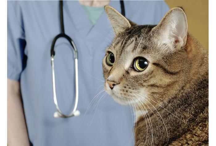 Veterinary Clinical Studies: Managing Expectations