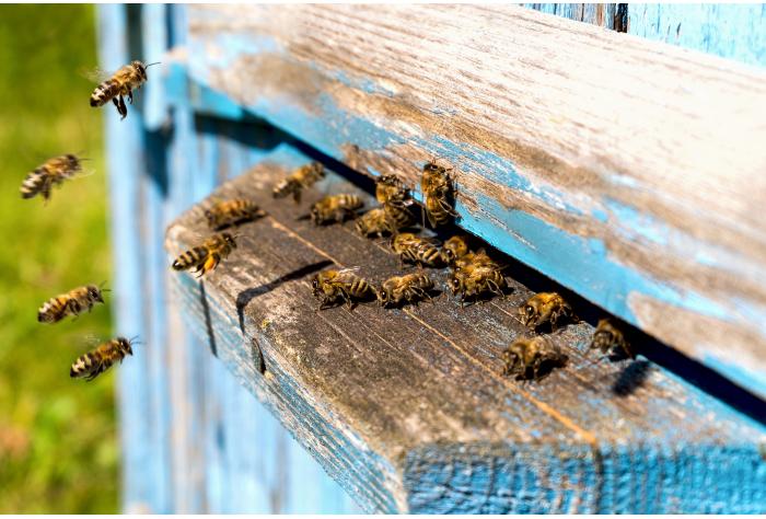 Honey bees going into a beehive Animal health regulatory news