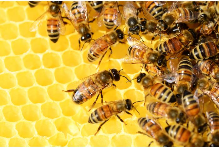 Honey bees apis mellifera honeycomb apiculture minor use minor species limited markets animal health veterinary medicine consultant Europe EU USA Asia ASEAN