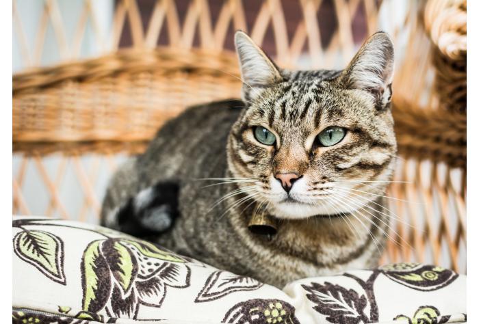 tabby cat on chair animal health regulatory consultancy veterinary medicines