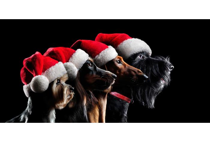 Four dogs in profile wearing christmas hats animal health veterinary medicine regulatory affairs
