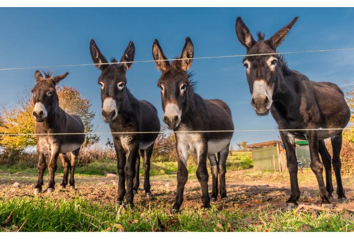 Donkeys in a field animal heath veterinary medicine feed additives regulatory affairs product development