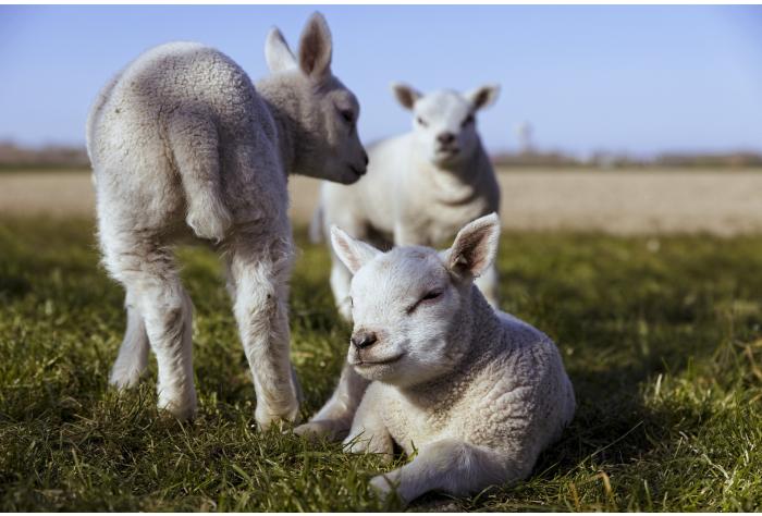 three lambs in a field veterinary medicine animal health regulatory news food-producing species