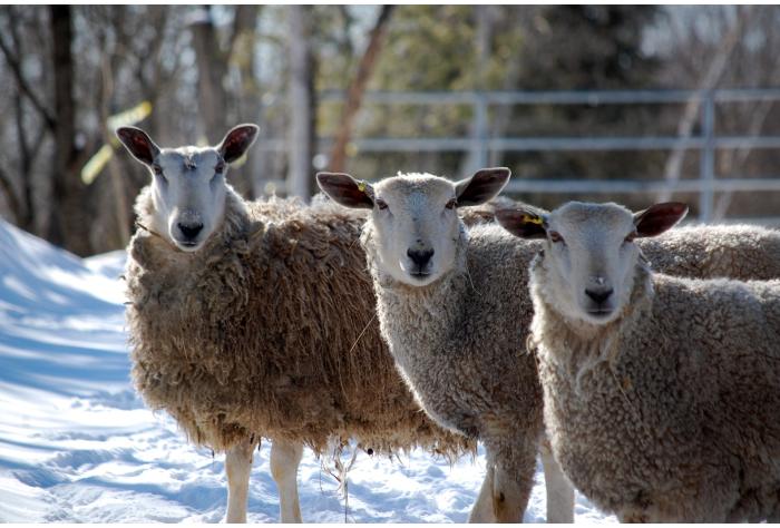 Three sheep in the snow Veterinary Medicine Drug Animal Health Consultancy Global Europe EU USA America Asia UK Regulatory Affairs Dossier Writing Submission Registration Marketing Authorisation Strategy Quality Safety Efficacy Expert
